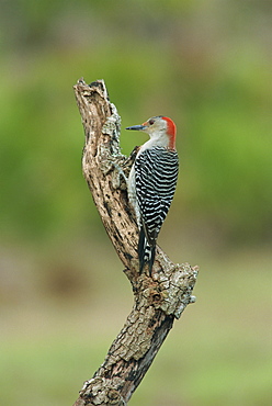 Red-bellied woodpecker, South Florida, United States of America, North America