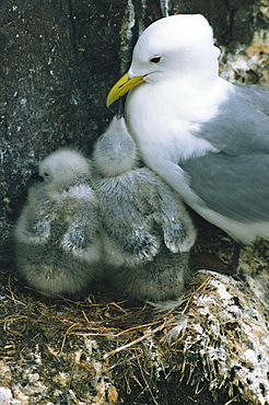 Kittiwake with young on nest, Farne Islands, Northumberland, England, United Kingdom, Europe