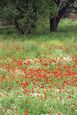 Field of wild flowers with poppies, Lesbos, Greece, Europe