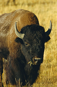 Bison, Yellowstone National Park, Wyoming, USA