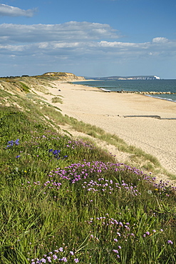 Sea pinks, Hengistbury Head Beach, Poole Bay, Bournemouth, with Isle of Wight in the background, Dorset, England, United Kingdom, Europe