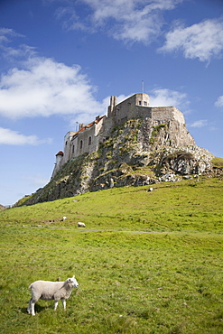 Lindisfarne Castle and sheep, Lindisfarne or Holy Island,  Northumberland, England, United Kingdom, Europe