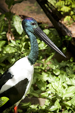 Black-necked stork (Ephippiorhynchus asiaticus), The Wildlife Habitat, Port Douglas, Queensland, Australia, Pacific