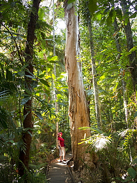 Woman looking at Eucalyptus tree in Flecker Botanic Gardens, Cairns, North Queensland, Australia, Pacific