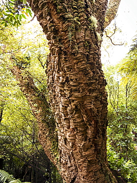 Cork oak tree (Quercus suber), Botanic Gardens, Wellington, North Island, New Zealand, Pacific