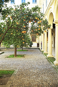 Orange tree in courtyard, Cordoba, Andalucia, Spain, Europe