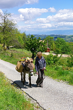 Donkey trekking in the Ardeche, France, Europe