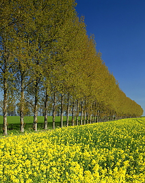 A line of trees on the edge of a rape field in the United Kingdom, Europe