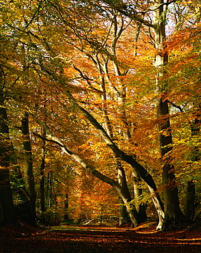 Beech trees in autumn foliage in a National Trust wood at Ashridge, Buckinghamshire, England, United Kingdom, Europe