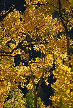 Close-up of foliage in autumn