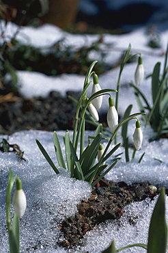 Snowdrops in spring