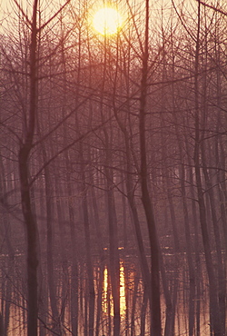 Bare trees silhouetted by winter sunset, and reflected in pond