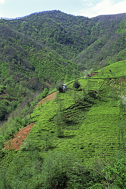 Tea plantation in the hills near Trabzon in Anatolia, Turkey, Asia Minor, Eurasia