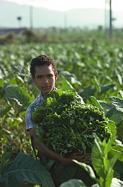 Picking tobacco, Santiago, Dominican Republic, West Indies, Central America