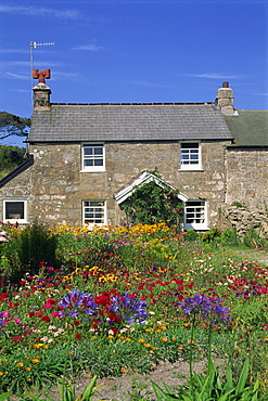 Stone cottage and colourful garden at New Grimsby on Tresco in the Scilly Isles, England, United Kingdom, Europe