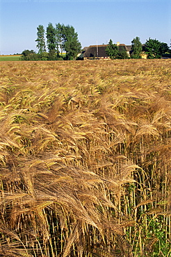 Crop of ripe cereals and thatched buildings behind, Hule Farm Village Museum, Funen, Denmark, Scandinavia, Europe