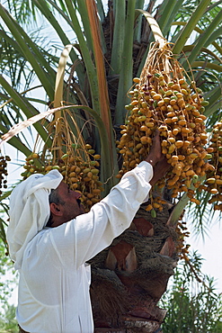 Man picking fruit from a date palm, Bahrain, Middle East