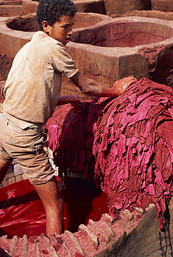 Young man dyeing leather, Medina, Fes, Morocco, North Africa, Africa