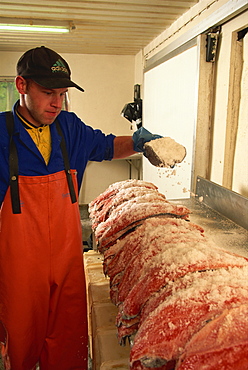 Salting salmon, Inverawe smokehouse, Scotland, United Kingdom, Europe