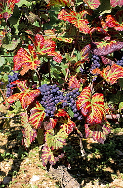 Vineyards near Nuits St. Georges, Burgundy, France, Europe