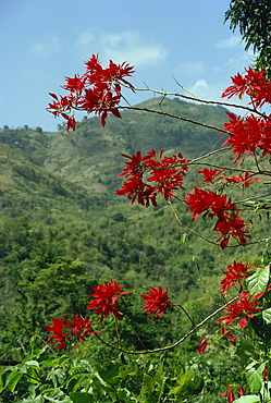 Landscape, Trinidad, West Indies, Caribbean, Central America