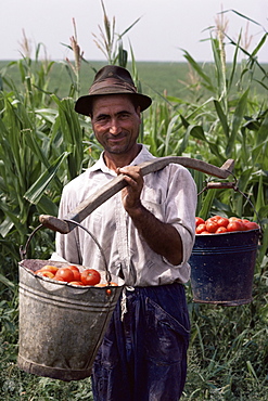 Farmer carrying tomatoes, Romania, Europe