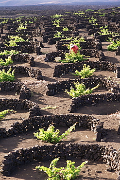 Vineyards dug into lava flows, with walls to protect vines from wind, Valley of La Geria, Lanzarote, Canary Islands, Spain, Europe