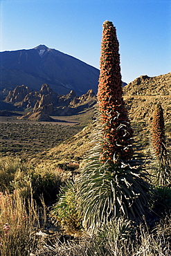 Mount Teide, Teide National Park, Tenerife, Canary Islands, Spain, Europe