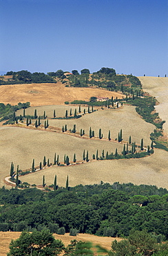 Aerial view of rural road lined with cypress trees, Tuscany, Italy, Europe