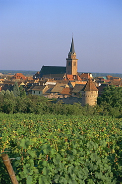 Bergheim and vineyards, Alsace, France, Europe