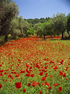 Wild flowers including poppies in a grove of trees, on the island of Rhodes, Dodecanese, Greek Islands, Greece, Europe