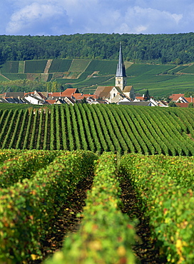 Chamery, Montagne de Reims, Champagne, France, Europe