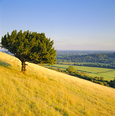 View from Box Hill, near Dorking, Surrey, England