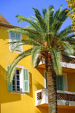 Yellow house and palm tree, Villefranche sur Mer, Cote d'Azur, Provence, France, Europe