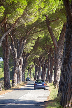 Pine tree lined road with car travelling along it, Tuscany, Italy, Europe