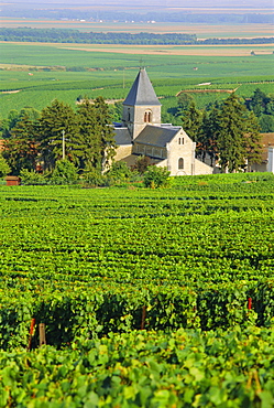 Vineyard, Oger, Champagne, France, Europe