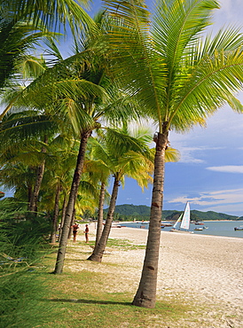 Palm trees on Pelangi beach on Langkawi Island, Malaysia, Southeast Asia, Asia