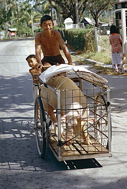 Man transporting his pig on a tricycle, Langkawi Island, Malaysia, Southeast Asia, Asia