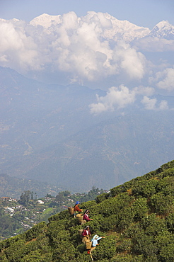 Women tea pluckers in Singtom tea garden, with snowy and cloudy Kandchengzonga peak in background, Darjeeling, West Bengal state, Himalayas, India, Asia