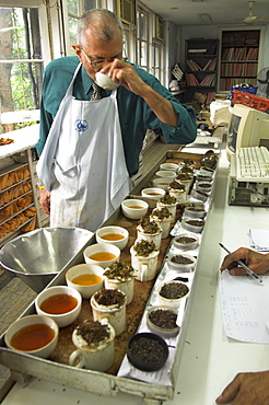 Ravi Kidwai, tea specialist, tasting and assessing tea, Carrit Moran & Company tea brokers, Kolkata, West Bengal state, India, Asia