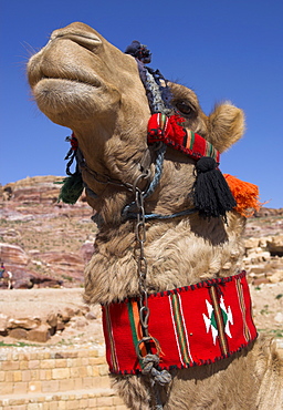 Camel with a red neckband, Petra, Jordan, Middle East