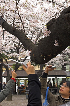 Close up of visitors' hands holding mobile phone cameras taking photos of cherry blossom, Sakura, Yasukuni jinja, Tokyo, Honshu, Japan, Asia