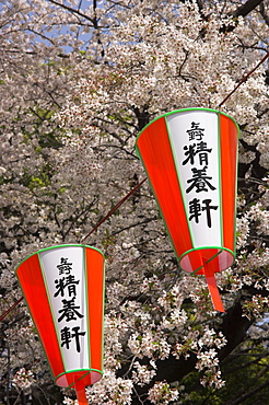 Close-up of traditional lanterns with cherry blossom, Cherry Blossom festival, Sakura, Ueno koen, Tokyo, Honshu, Japan, Asia