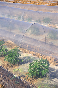 Watermelon growing in sandy soil under plastic sheets in order to capture dripping irrigation humidity in the soil, Qumran, Dead Sea area, Israel, Middle East