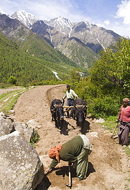 Farmers ploughing field with draft oxen, village of Chitkul at 3460 m, Baspa Valley, Kinnaur, Himachal Pradesh, India, Asia