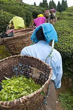 Workers carrying baskets of tea leaves, Fikkal, Nepal, Asia