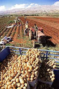 Potato harvest, Bekaa Valley, Lebanon, Middle East