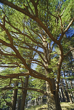 The last remaining forest of biblical cedars, Cedar Forest, Lebanon, Middle East