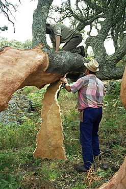 Old cork oak is stripped, Sardinia, Italy, Europe