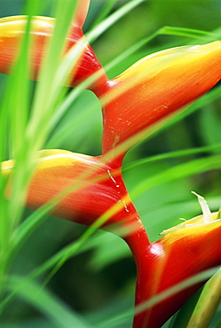 Close-up of exotic plant, Dominica, Caribbean, West Indies, Central America